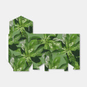 Basil-Blätter bevorzugen Zelt-Felder Geschenkschachtel (Ungefaltet)