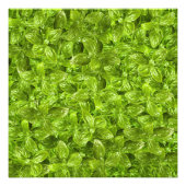 Basil-Blätter-Muster Fotodruck (Vorne)