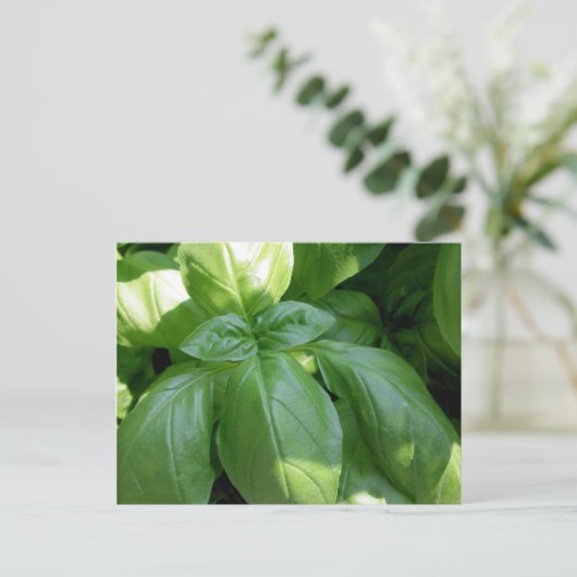 Basil-Blätter Postkarte (Stehend Vorderseite)