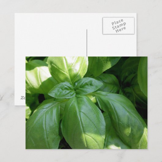 Basil-Blätter Postkarte (Vorne/Hinten)