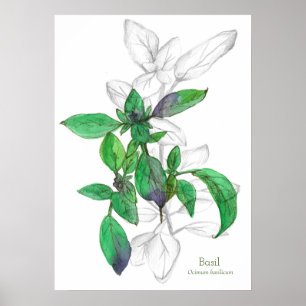 Basil Cooking Herb Botanische Kunst Zeichnend Poster
