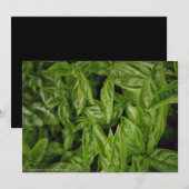 Basil Fine Art Ankündigung (Vorne/Hinten)