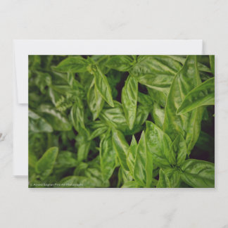 Basil Fine Art Ankündigung