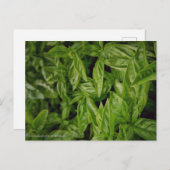 Basil Fine Art Feiertagspostkarte (Vorne/Hinten)