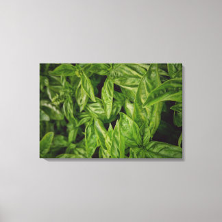 Basil Fine Art Leinwanddruck