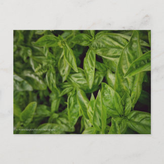 Basil Fine Art Postkarte