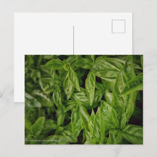 Basil Fine Art Postkarte (Vorne/Hinten)