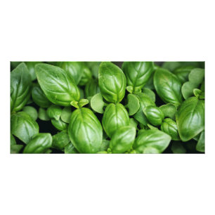 Basil Herb Foto Print