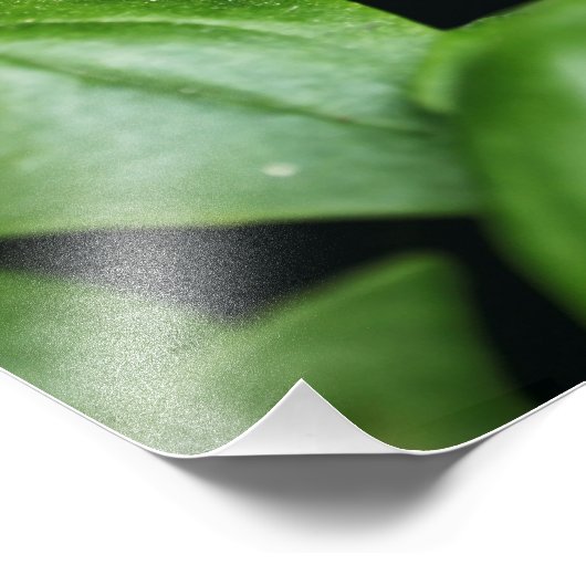 Basil Herb Foto Print (Ecke)