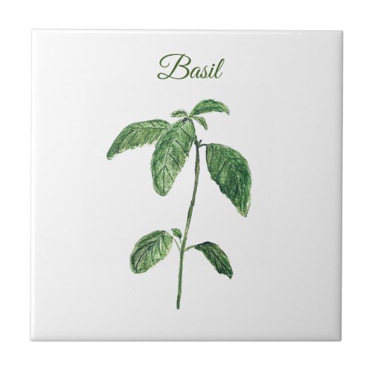 Basil Herb Grüne Küche Kulinarisches Grün Rustikal Fliese (Vorderseite)