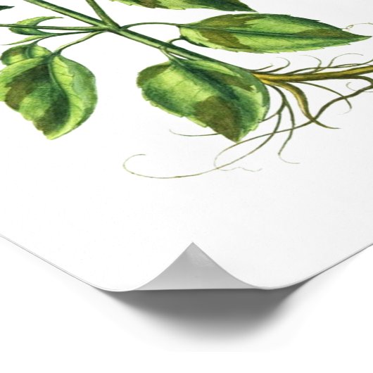 Basil Herb Küche Ausstattung Poster (Ecke)