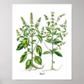 Basil Herb Küche Ausstattung Poster (Vorne)