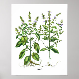 Basil Herb Küche Ausstattung Poster
