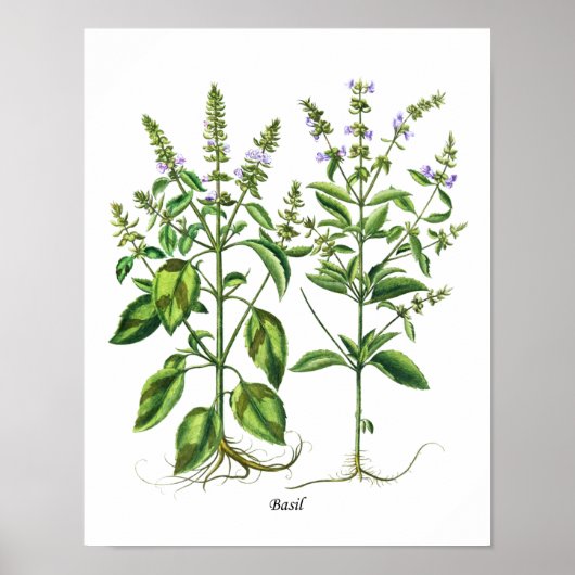 Basil Herb Küche Ausstattung Poster (Vorne)