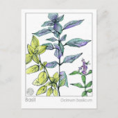 Basil Kitchen Cooking Medicinal Herb Card Postkarte (Vorderseite)