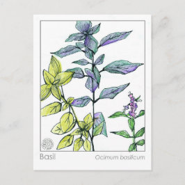 Basil Kitchen Cooking Medicinal Herb Card Postkarte