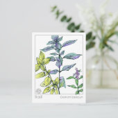 Basil Kitchen Cooking Medicinal Herb Card Postkarte (Stehend Vorderseite)
