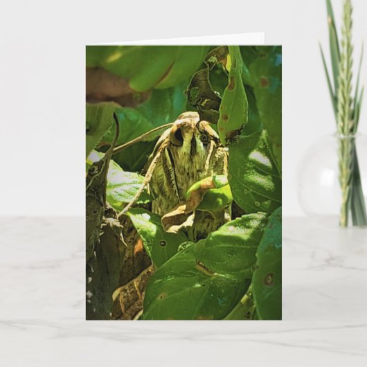 "Basil-Mit Augen" Get Well-Card Karte (Vorderseite)