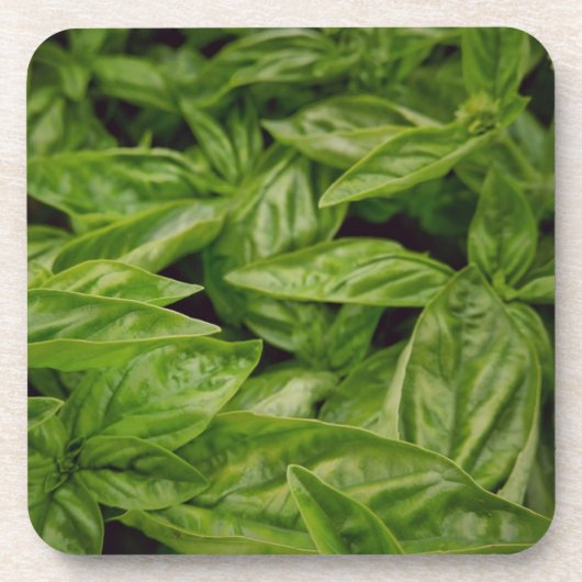 Basil-Notizbuch Getränkeuntersetzer (Vorderseite)