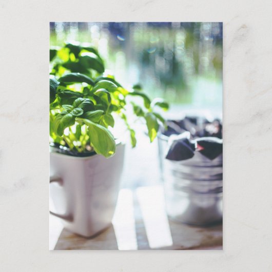 Basil-Pflanze Postkarte (Vorderseite)
