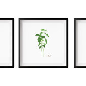 Basil Stem Illustration | Herbs Kitchen Wall Art Poster