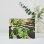 Basilikum-Blätter frisch Postkarte (Stehend Vorderseite)