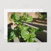 Basilikum-Blätter frisch Postkarte (Vorne/Hinten)