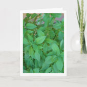 Basilikum (Ocimum basilicum) Karte (Vorderseite)