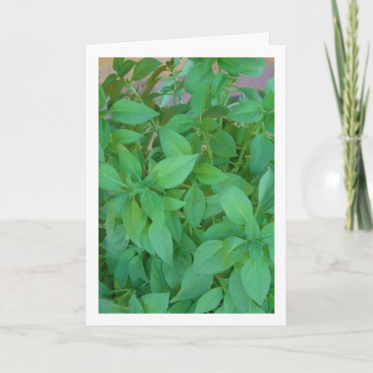 Basilikum (Ocimum basilicum) Karte (Vorderseite)
