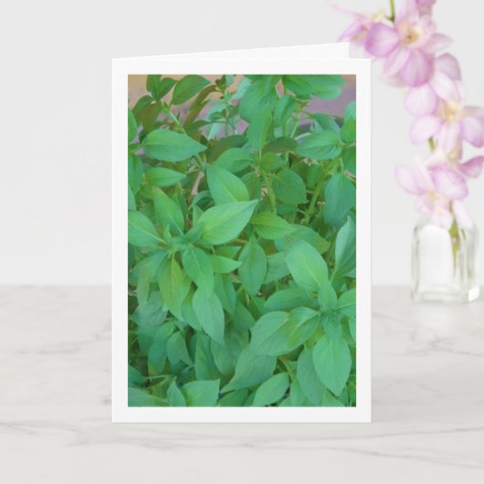 Basilikum (Ocimum basilicum) Karte (Orchidee)