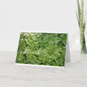 Basilikum (Ocimum basilicum) Karte (Vorderseite)