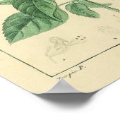 Basilische Pflanze, Printwerbung Poster (Ecke)