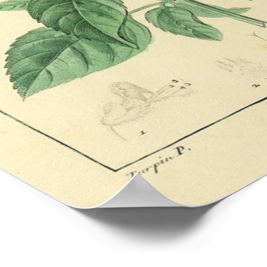 Basilische Pflanze, Printwerbung Poster (Ecke)