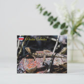 Basilisk Lizard, Punta Cahuita, Costa Rica Postkarte (Stehend Vorderseite)