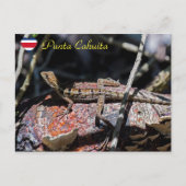 Basilisk Lizard, Punta Cahuita, Costa Rica Postkarte (Vorderseite)