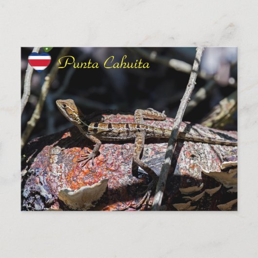 Basilisk Lizard, Punta Cahuita, Costa Rica Postkarte (Vorderseite)