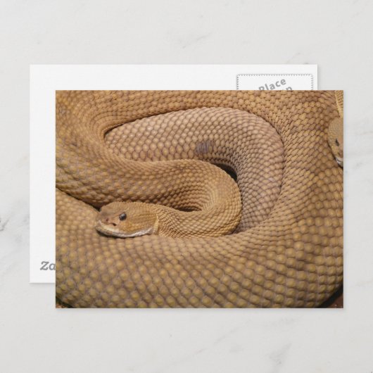 Basilisk Rattlesnake Postkarte (Vorne/Hinten)