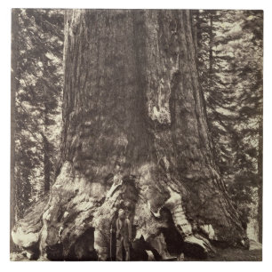 Basis des Graubär-Riesen, 'vom Yosemite-Buch Fliese