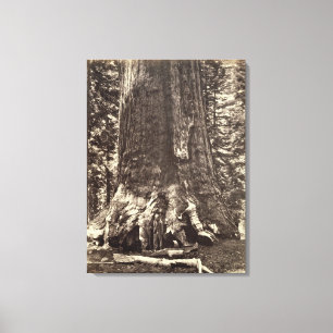 Basis des Graubär-Riesen, 'vom Yosemite-Buch Leinwanddruck