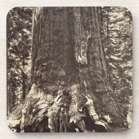 Basis des Graubär-Riesen, 'vom Yosemite-Buch Untersetzer (Vorderseite)