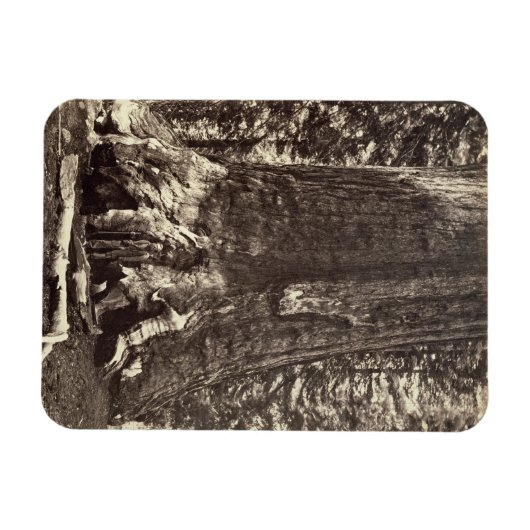 Basis des Grizzly-Riesen, aus dem Yosemite-Buch Magnet (Horizontal)