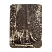 Basis des Grizzly-Riesen, aus dem Yosemite-Buch Magnet (Vertikal)