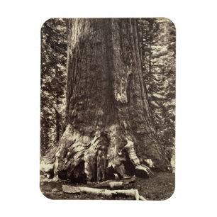 Basis des Grizzly-Riesen, aus dem Yosemite-Buch Magnet