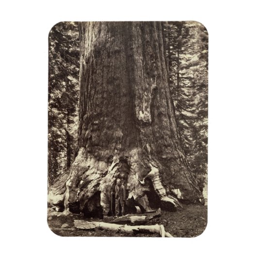 Basis des Grizzly-Riesen, aus dem Yosemite-Buch Magnet (Vertikal)