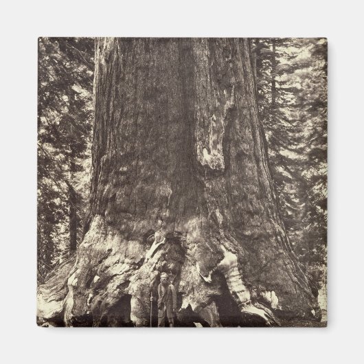 Basis des Grizzly-Riesen, aus dem Yosemite-Buch Magnet (Vorne)