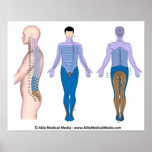 Basis für Rückenmarksverletzungen, medizinisches z Poster (Vorne)