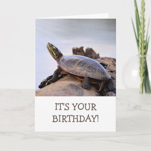 Baskenmalte Schildkröte Natur Geburtstag Karte (Vorderseite)