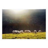 Baskenschaf Fotodruck (Vorne)