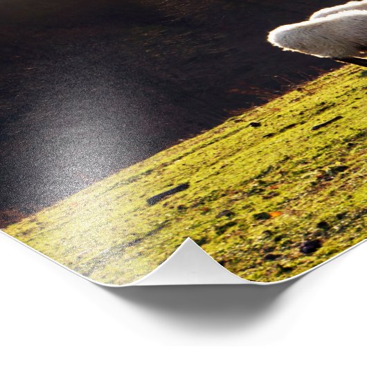 Baskenschaf Fotodruck (Ecke)