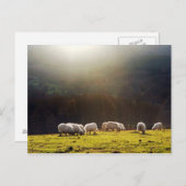 Baskenschaf Postkarte (Vorne/Hinten)
